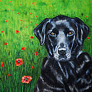 Poppy - Labrador Dog In Poppy Flower Field Poster