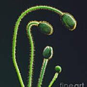 Poppy Buds Poster