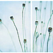 Poppy Seed Pods Poster