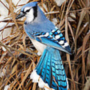 Portrait Of A Blue Jay Square Poster