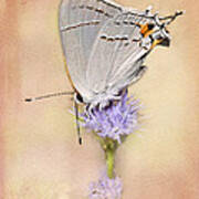 Portrait Of A Gray Hairstreak Poster