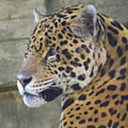 Portrait Of A Jaguar Poster