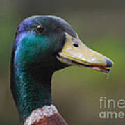 Portrait Of A Mallard Drake Poster