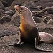 Portrait Of A Sea Lion Poster