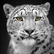 Portrait Of A Snow Leopard Poster