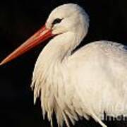 Portrait Of A Stork With A Dark Background Poster