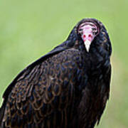 Portrait Of A Turkey Vulture Poster