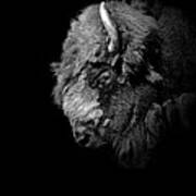 Portrait Of Buffalo In Black And White Poster