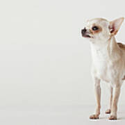 Portrait Of Chihuahua Standing Poster