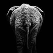 Portrait Of Elephant In Black And White Ii Poster