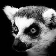 Portrait Of Lemur In Black And White Poster