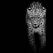 Portrait Of Leopard In Black And White Ii Poster
