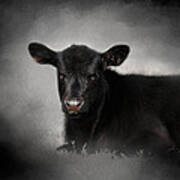 Portrait Of The Black Angus Calf Poster