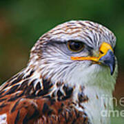 Portrait Of The Ferruginous Hawk Poster