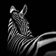 Portrait Of Zebra In Black And White Ii Poster