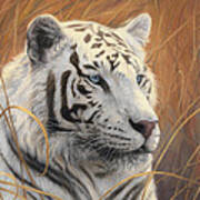 Portrait White Tiger 2 Poster