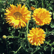 Pot Marigold Flowers Poster