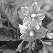 Potato Plant Blooms Poster