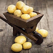 Potatos In A Miniature Wheelbarrow Poster