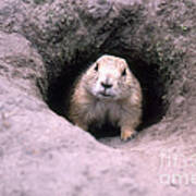 Prairie Dog In Burrow Poster