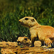 Prairie Dogs On Patrol Poster