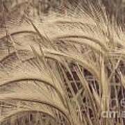 Prairie Grasses Poster