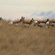 Prairie Pronghorns Poster