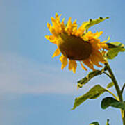 Praying Sunflower Poster