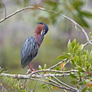 Preening Greenie Poster