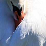 Preening Swan Poster