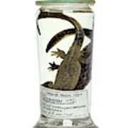 Preserved Newts Poster