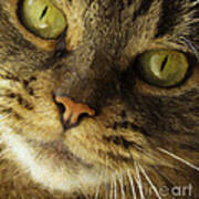 Pretty Cat Face Poster
