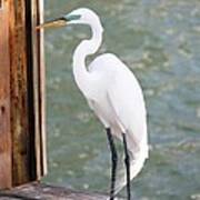 Pretty Great Egret Poster