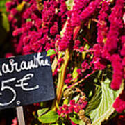 Price Tag On Amaranth Flowers Poster