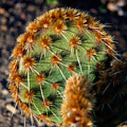 Prickly Cactus Leaf Green Brown Plant Fine Art Photography Print Poster