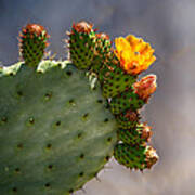Prickly Pear Cactus Flower Poster