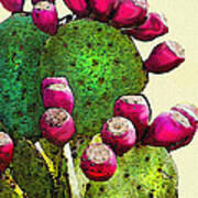 Prickly Pear Cactus Poster