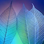 Prismatic Leafs Poster