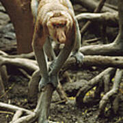 Proboscis Monkey Borneo Poster