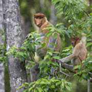 Proboscis Monkey Mother And Juvenile Poster