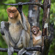 Proboscis Monkey Mother And Three Month Poster