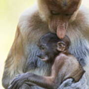 Proboscis Monkey Mother Holding Baby Poster