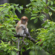 Proboscis Monkey Three Month Old Baby Poster
