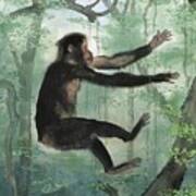 Proconsul Africanus Primate Poster