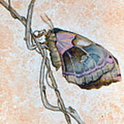 Promethea Moth Poster