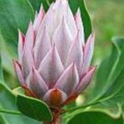 Protea Flower Blossoming Poster