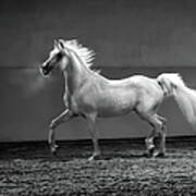 Proud Arabian Horse - Stallion In Poster