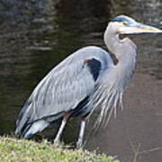 Proud Great Blue Heron Poster