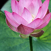 Proud Pink Lotus Poster