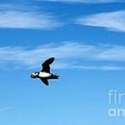 Puffin In Flight Poster